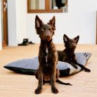 NRDOGS Kutyafekhely Basic Magic szürke L 90x56cm