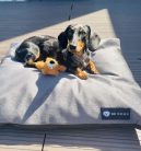 NRDOGS Kutyafekhely Basic Magic szürke L 90x56cm