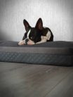 NRDOGS Kutyafekhely Premium Magic szürke L 100x70cm