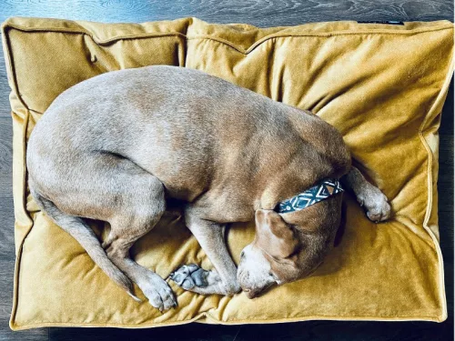 NRDOGS Kutyafekhely Comfort Magic Okker L 100x70cm