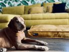 NRDOGS Kutyafekhely Comfort Magic Okker L 100x70cm