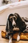 NRDOGS Kutyafekhely Comfort Magic Okker L 100x70cm