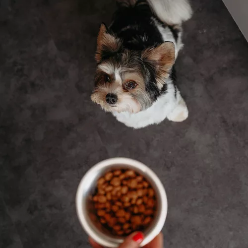 Virbac Veterinary HPM felnőtt száraz kutyaeledel small 3kg