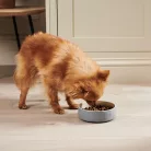 Virbac Veterinary HPM felnőtt ivartalanított száraz kutyaeledel small 3kg