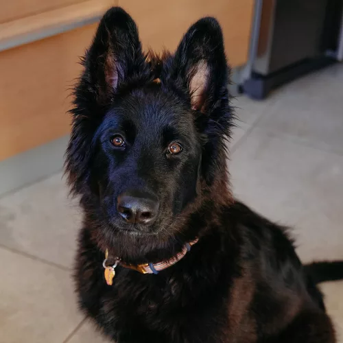 Virbac Veterinary HPM kölyök száraz kutyaeledel large 12kg