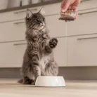 Virbac Veterinary HPM felnőtt száraz macskaeledel ivartalanított 1,5kg