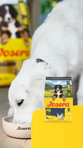 Josera Kids junior kutya szárazeledel csirke&rizs 12,5kg