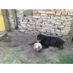 KÁRMEN S.O.S IDIT VAGY GAZDIT KERES!