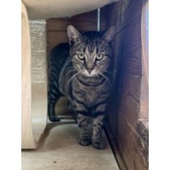 Pandúr a játékos kamasz