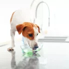 Virbac Vet Aquadent Fr3sh oldat kutyáknak és macskáknak 250ml