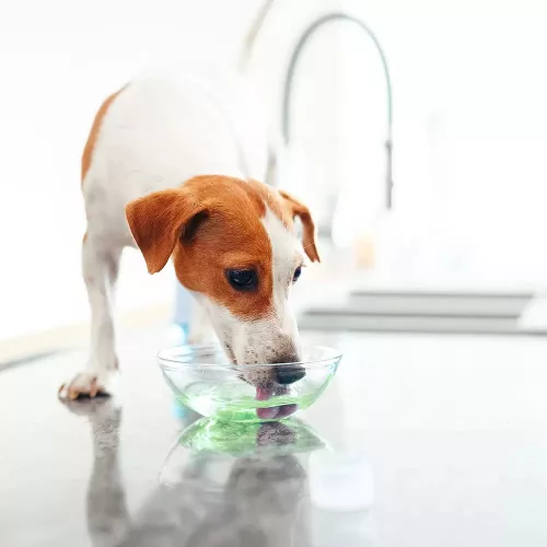 Virbac Vet Aquadent Fr3sh oldat kutyáknak és macskáknak 250ml