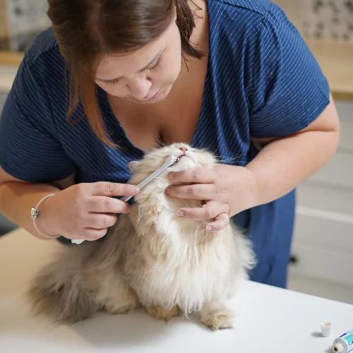 Virbac C.E.T. fogkrém kutyáknak és macskáknak baromfi ízben 70g