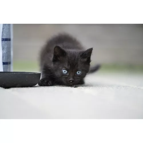 Virbac Veterinary HPM Pre Neutered száraz macskaeledel kitten 1,5kg