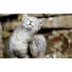 Élősködők elleni védelem