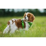 Nyakörvek, hámok, pórázok