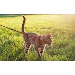 Nyakörvek, hámok, pórázok