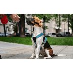 Biztonság/szájkosár