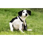 Élősködők elleni védelem