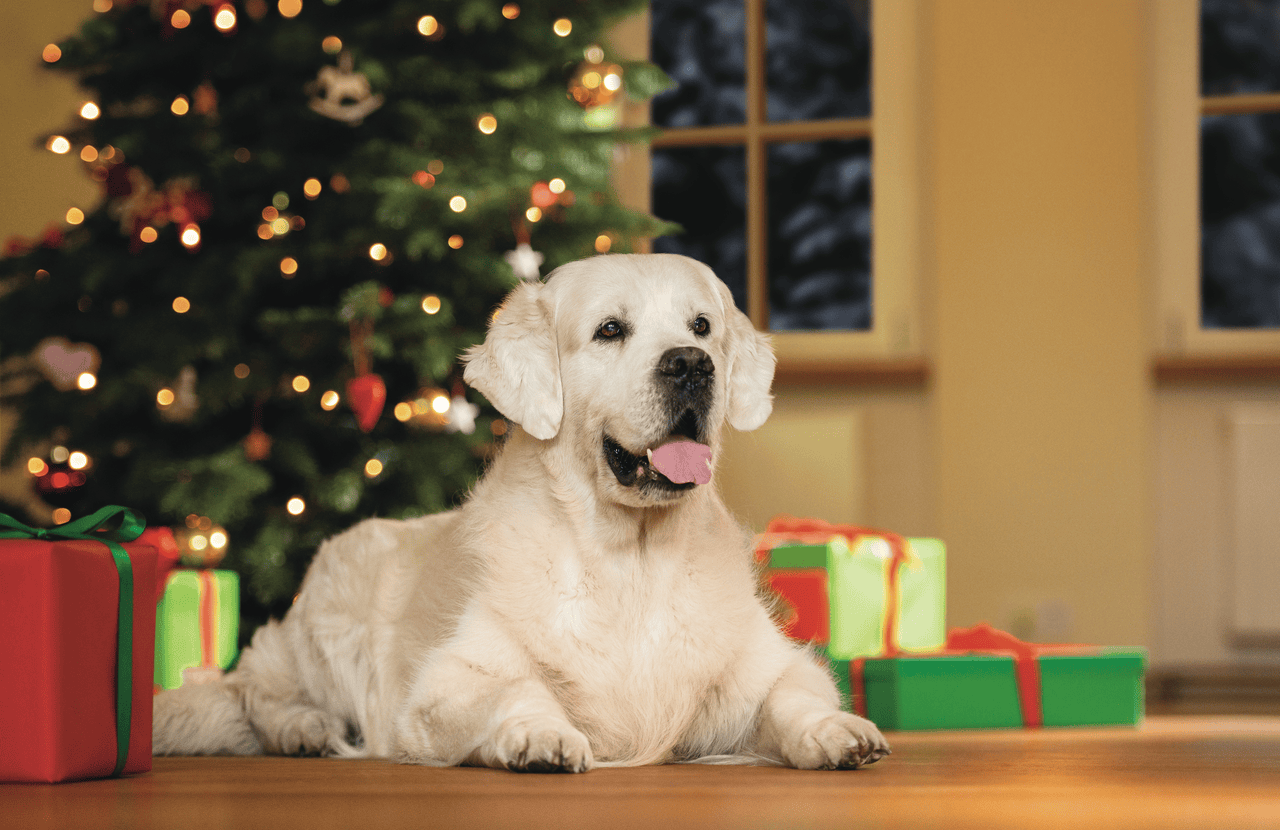 Mi kerüljön a fa alá? Ajándékötletek kutyáknak és gazdiknak