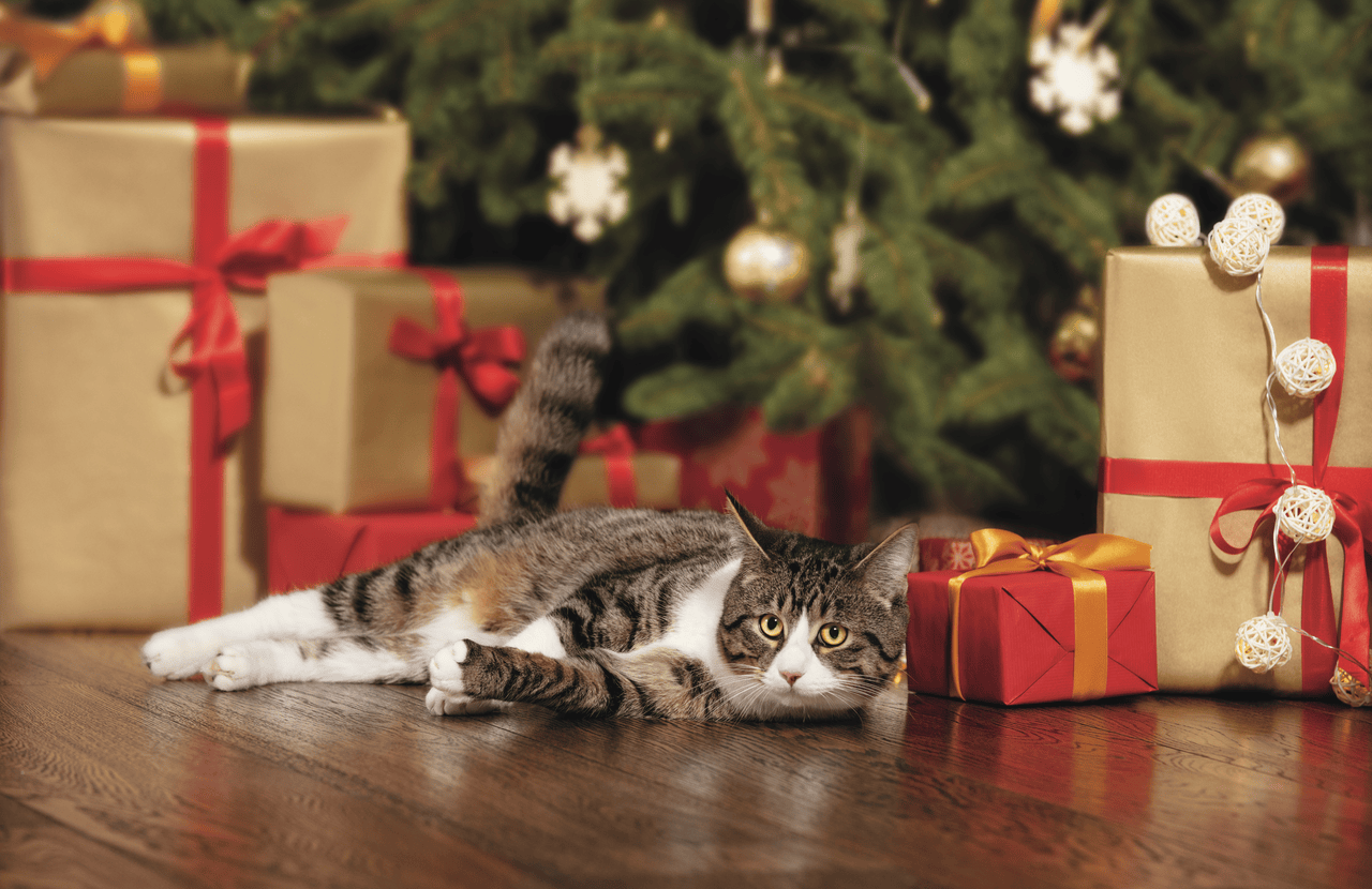 Ünnepekre hangolódva: ajándékötletek cicáknak és gazdiknak
