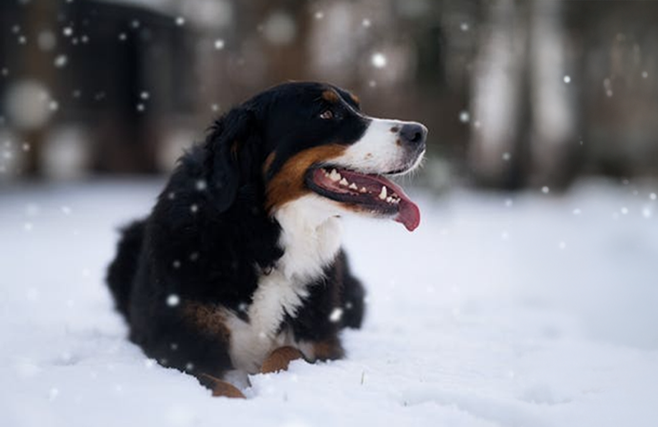 Hideg napok, melengető gondoskodás – erre figyelj, ha beköszönt a kutyahideg