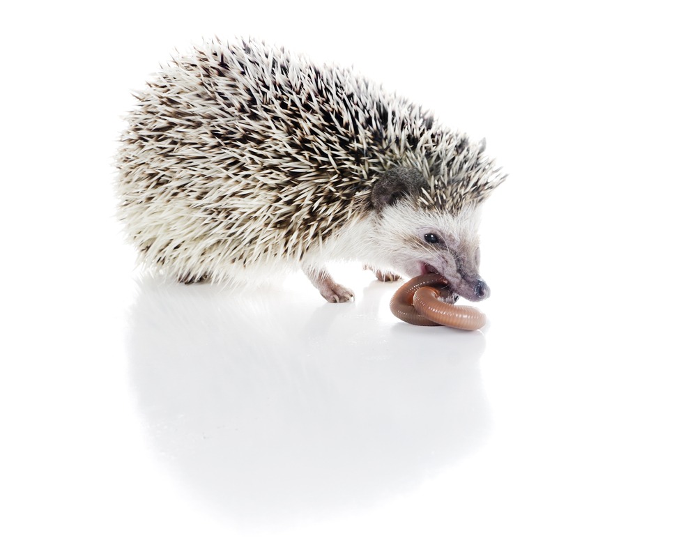 Vajon az állatok miből szeretnének XXL méretűt?