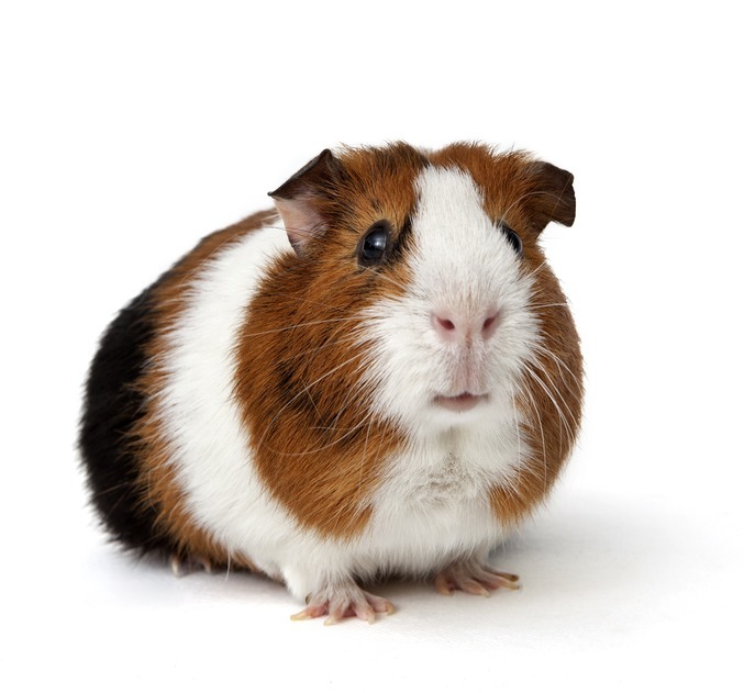 7 érv a tengerimalac-tartás mellett