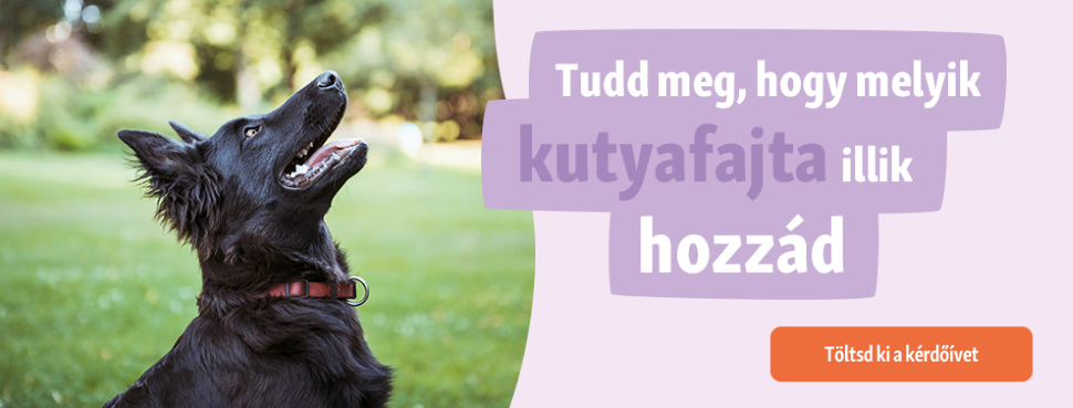 Tudd meg, hogy melyik kutyafajta illik hozzád