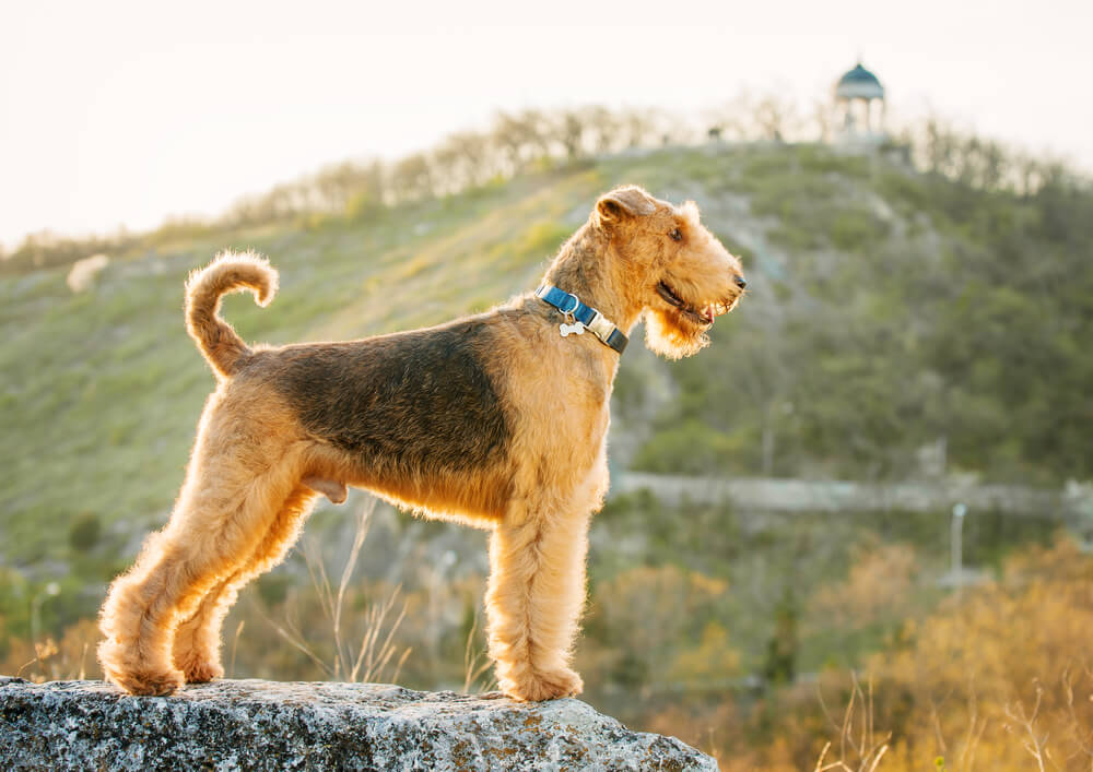 Airedale terrier