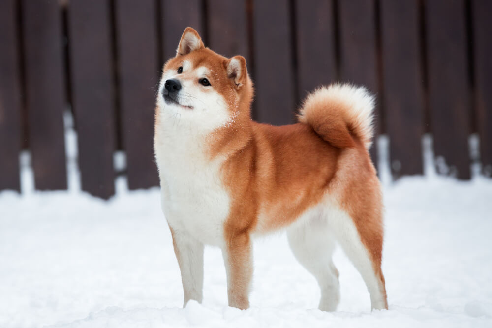 Akita inu