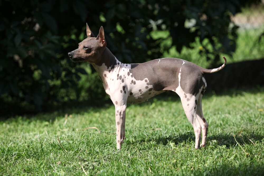 Amerikai meztelen terrier