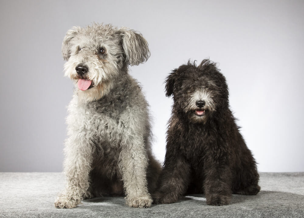 Pumi