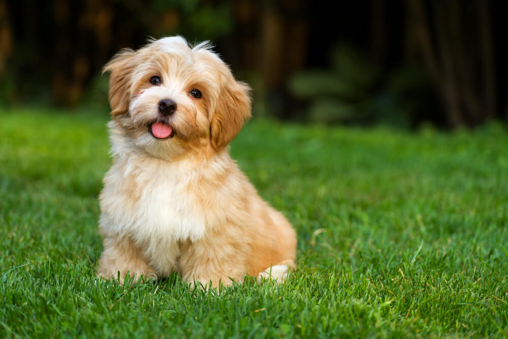 Bichon havanese