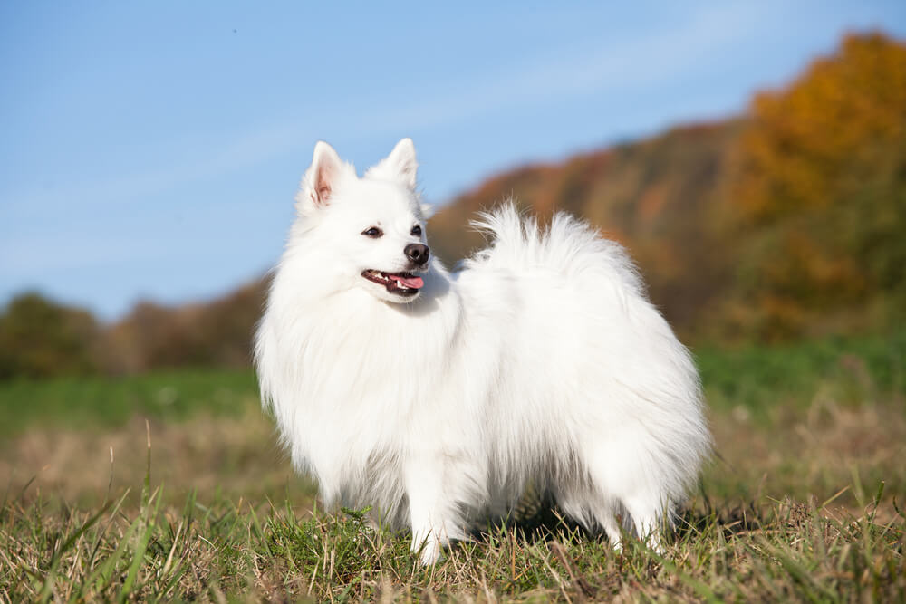 Német kis spitz