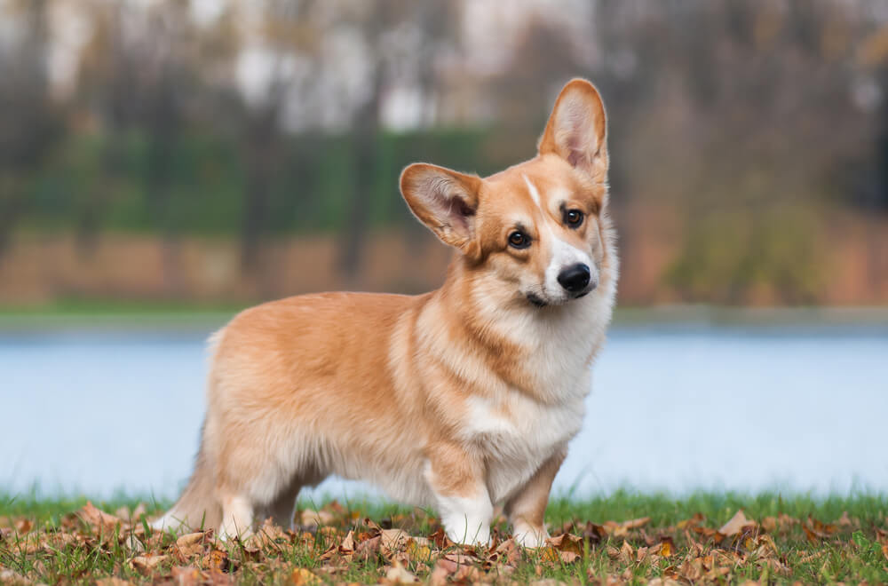 Pembroke welsh corgi