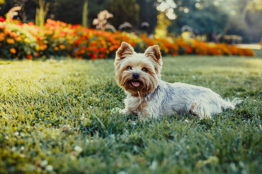 Yorkshire terrier