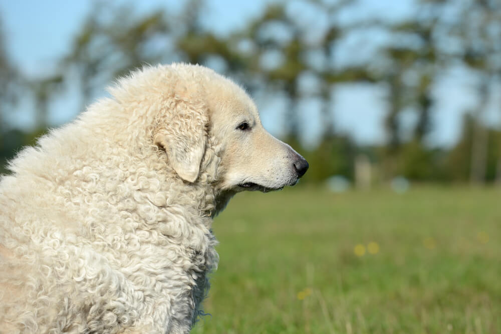 Kuvasz