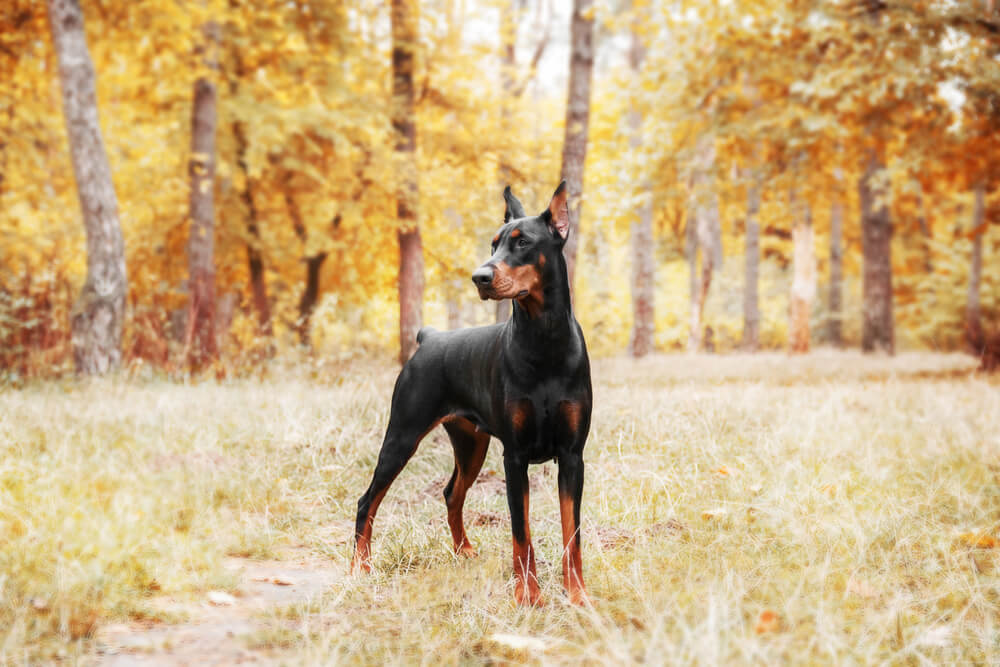 Dobermann