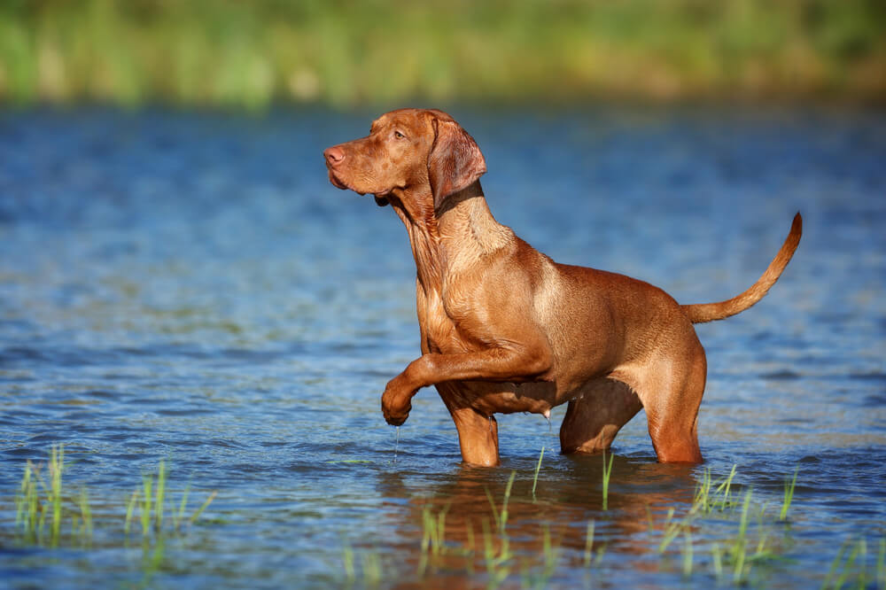 Magyar vizsla