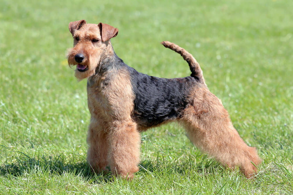 Welsh terrier