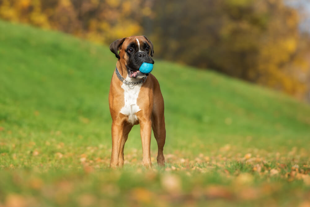 Német boxer