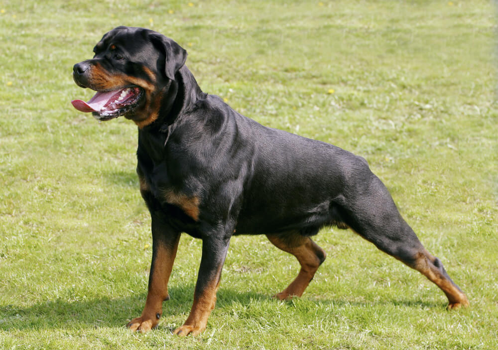 Rottweiler