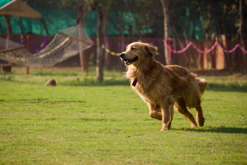 Golden retriever