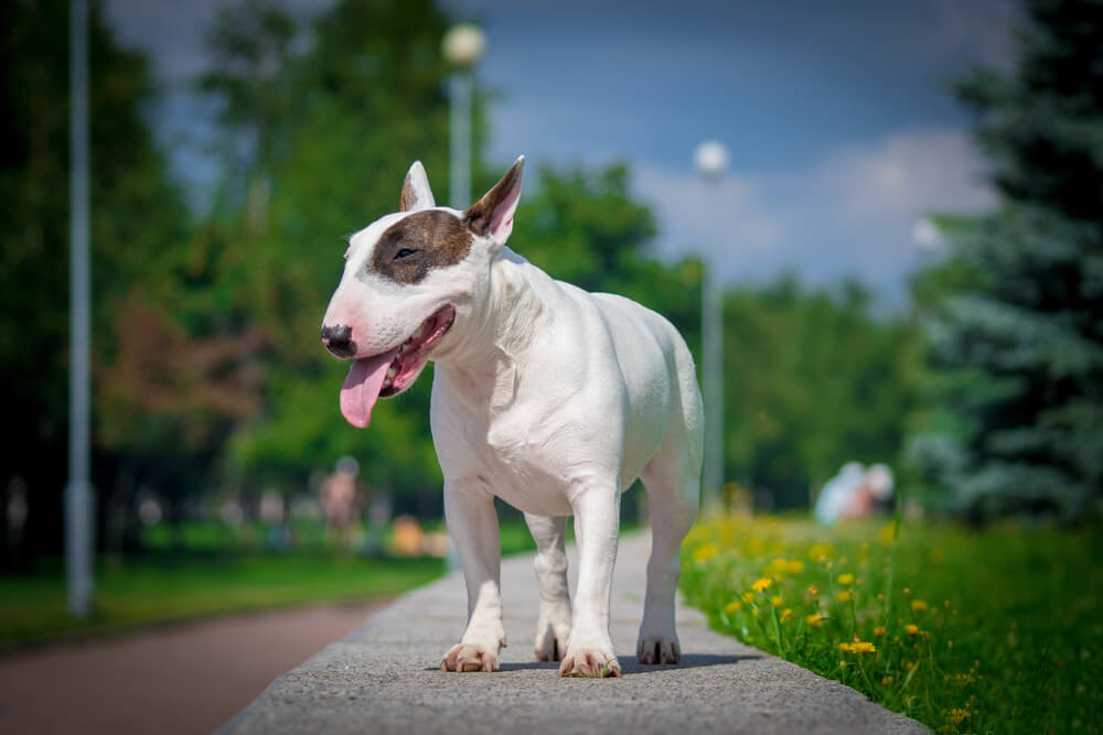 Bullterrier