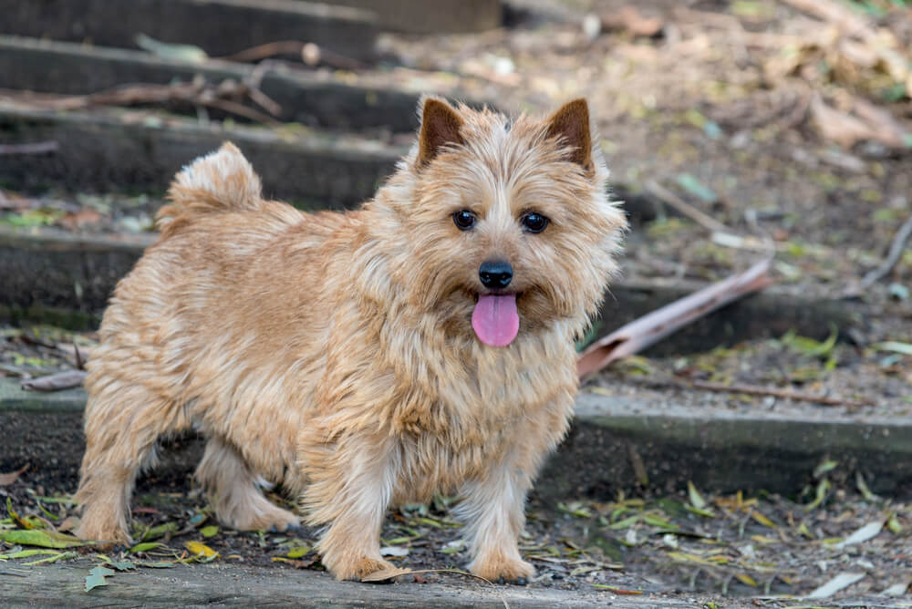 Norwich terrier