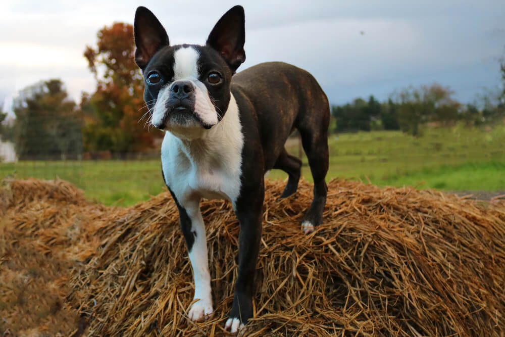 Boston terrier