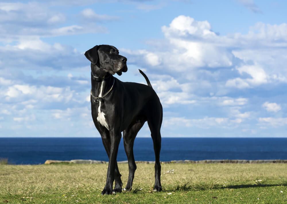 Német dog