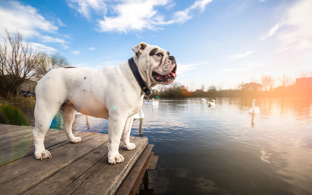 Angol bulldog