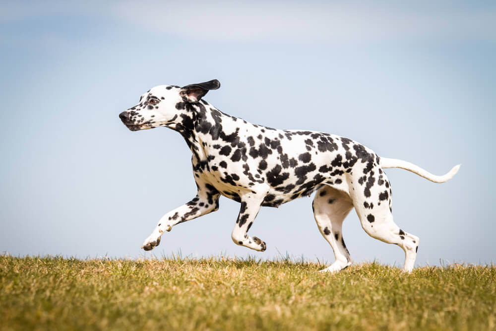 Dalmata