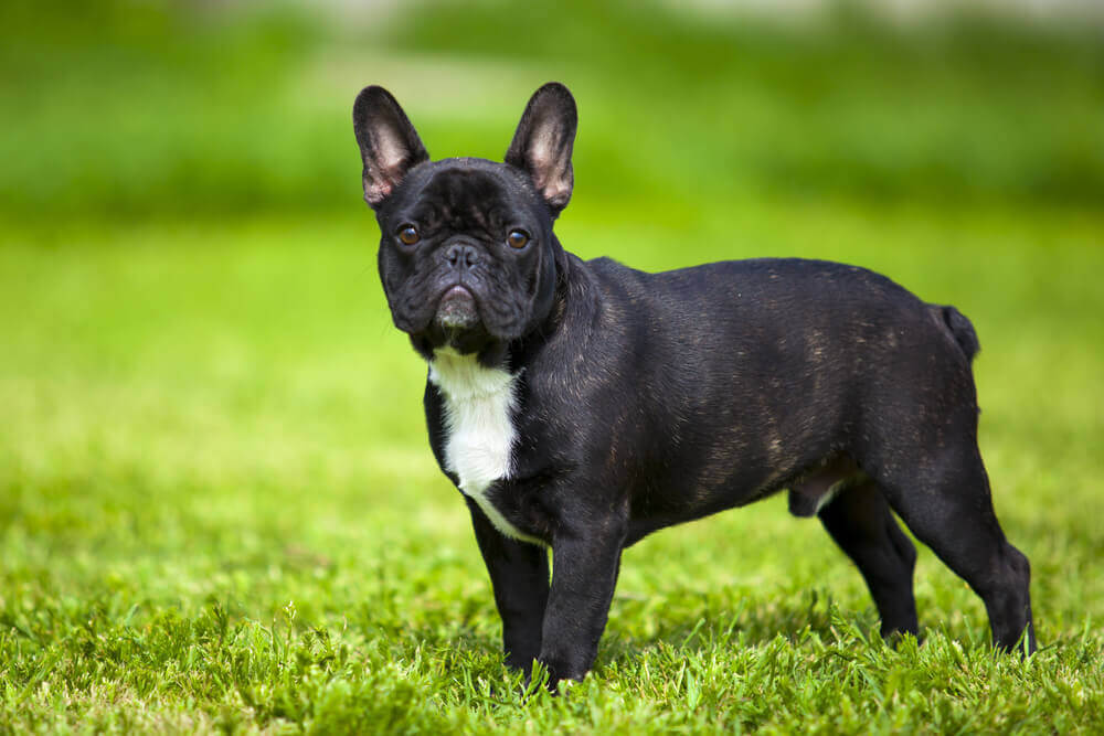 Francia bulldog